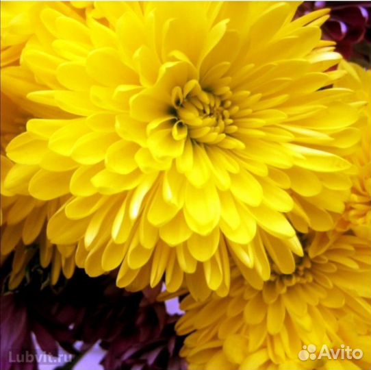 Хризантема