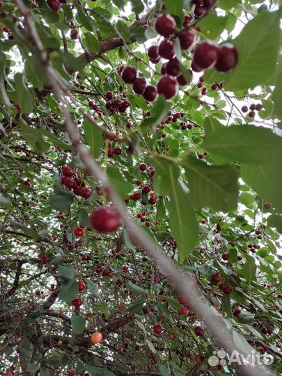 Вишня, красная смородина