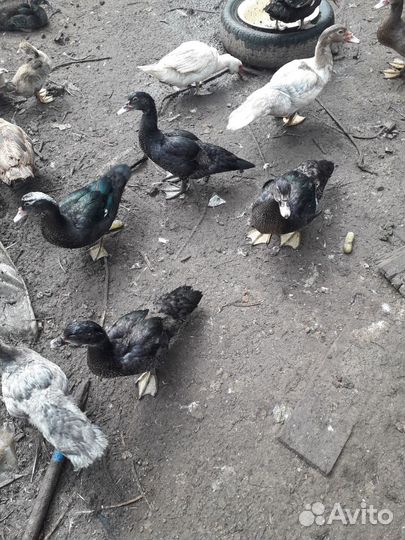 Мускусные индоутки