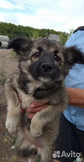 Щенок 3,5мес