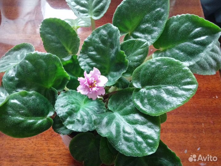 Фиалки цветущие в горшке