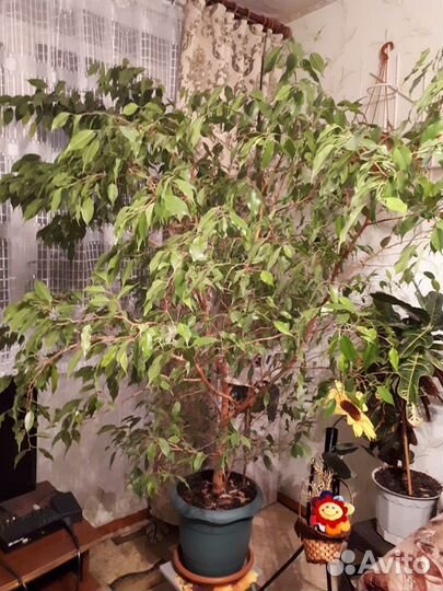 Фикус бенджамина