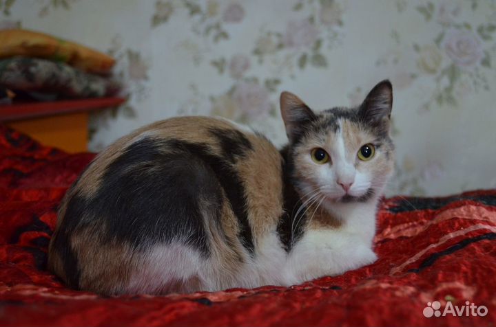 Отдам кошечку 1 год. Стерильная