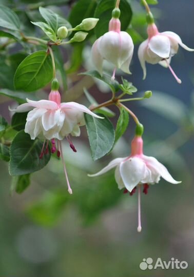 Фуксии коллекционные