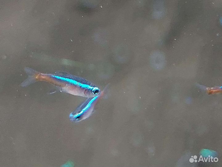 Неон голубой Аквариумные рыбки в ассортименте