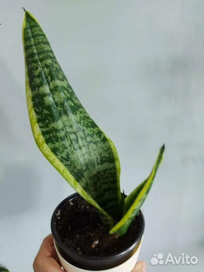 Комнатные цветы