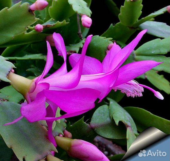 Декабрист Шлюмбергера разных сортов