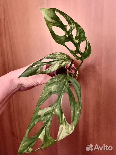 Монстера Адонсони Минт Индонезия