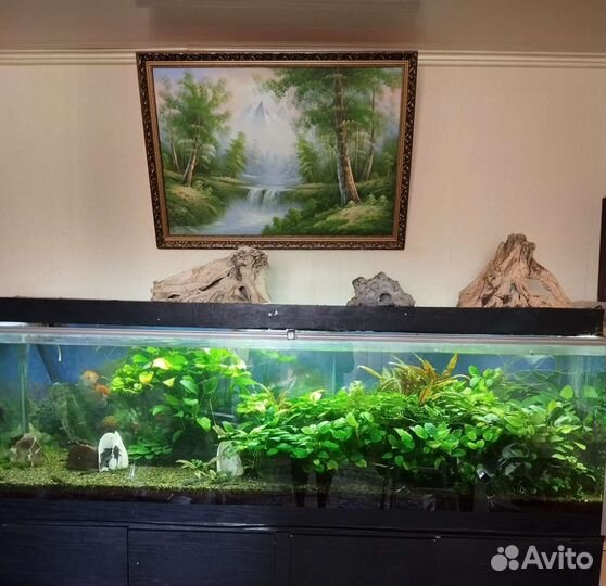 Аквариумные рыбки