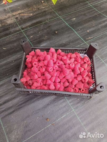 Саженцы Летняя малина Пшехиба