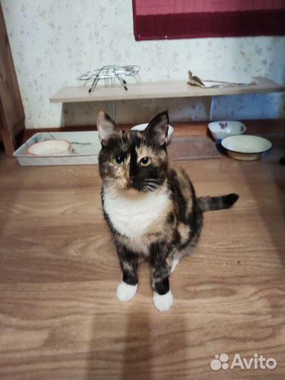 Кошечка Рита