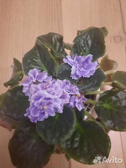 Фиалки цветущие в горшке