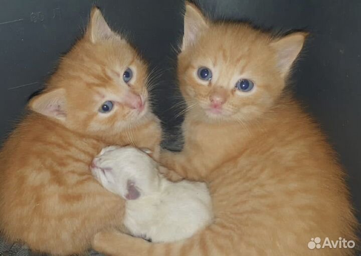 Котята в добрые руки