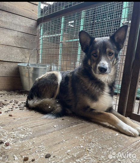 Грому нужен дом и помощь в выгуле