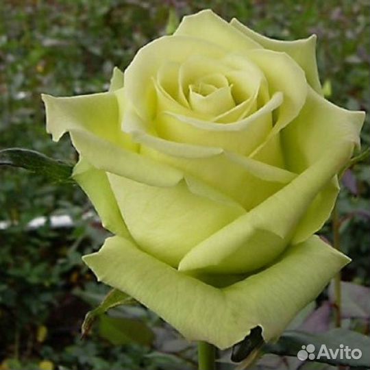 Розы зкс, разные, есть штамбовые. См.текст