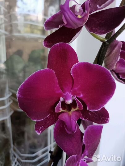 Орхидея фаленопсис, 3 куста в горшке