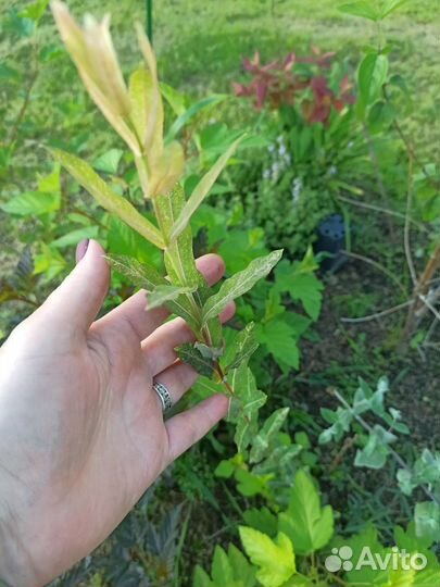 Декоративные кустарники для сада