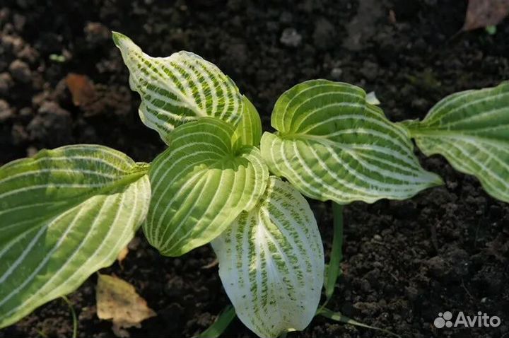 Хоста Зебра Страйпс