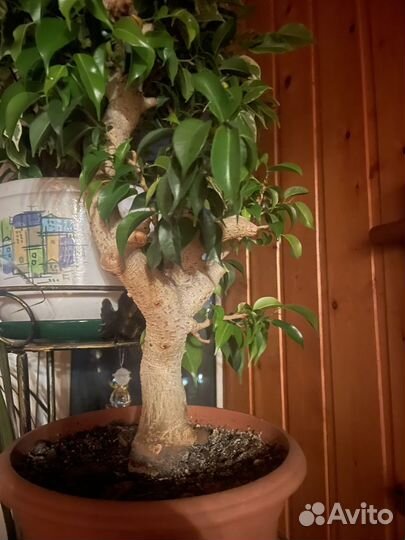 Бенджамина фикус