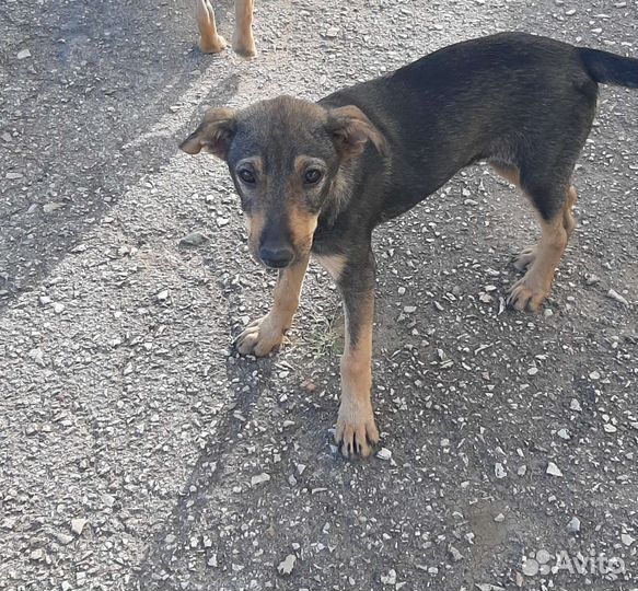 Собака в добрые руки отдам бесплатно