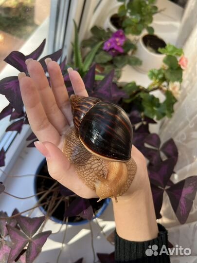 Улитка Ахатина