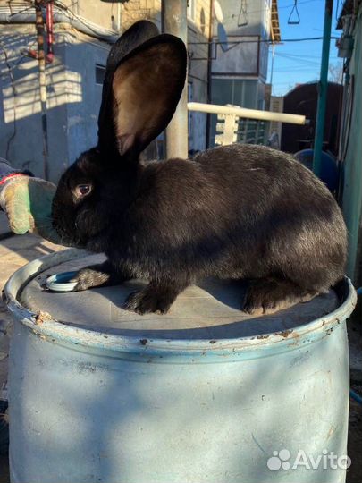 Кролики Великаны