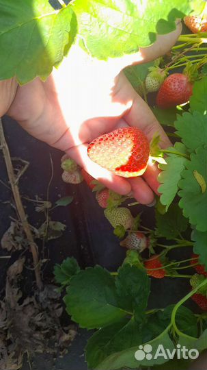 Саженцы клубники