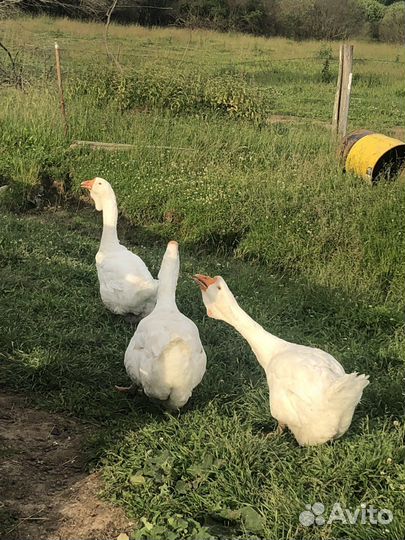 Холмогорские гуси