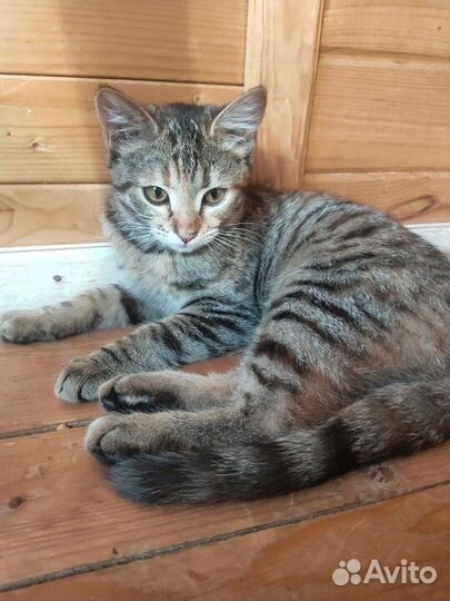 Котенок 4 месяца в дар