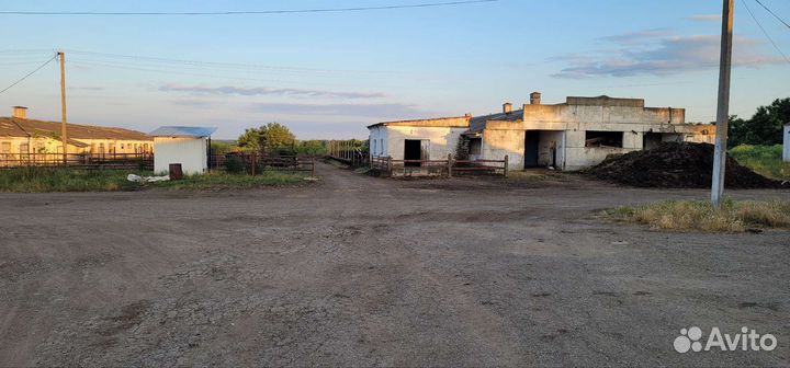 Молочная Ферма крс