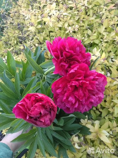 Пионы срезка