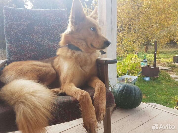 Щенки волкособа