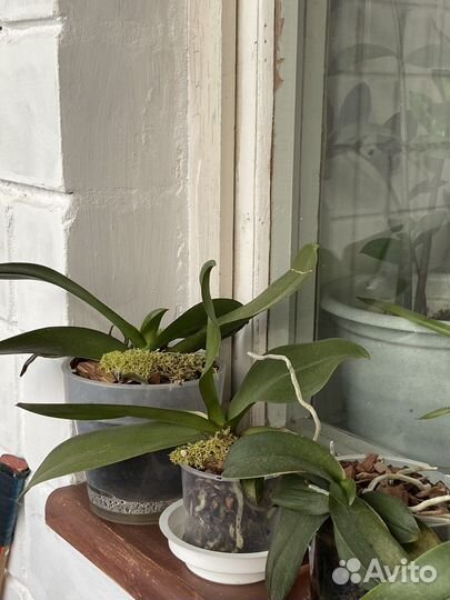 Орхидея фаленопсис