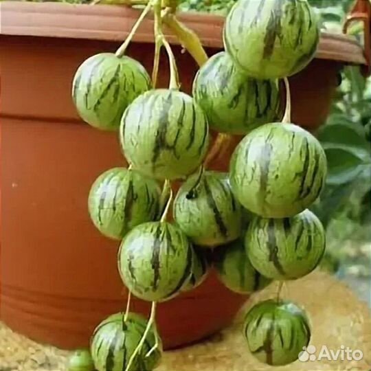 Тзимбало (мини-пепино)