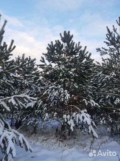 Саженцы сосны