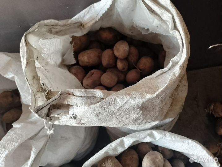 Картофель на еду