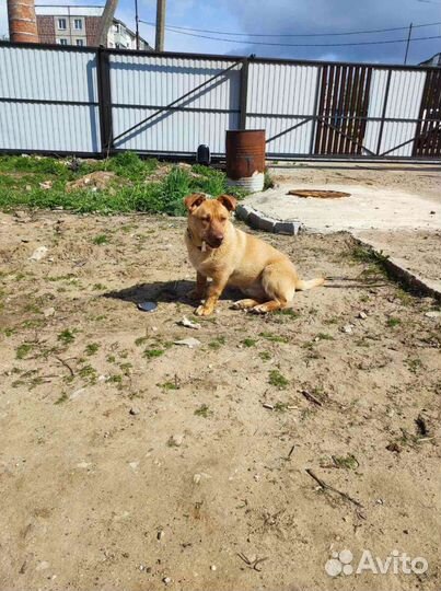 Коротколапый мальчишка