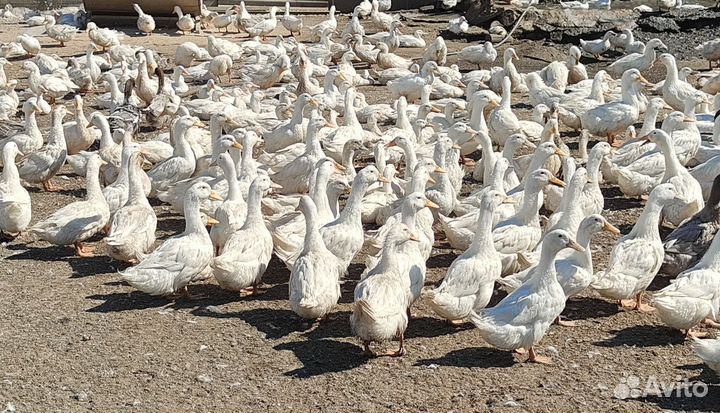 Утки живым весом, утки мясом