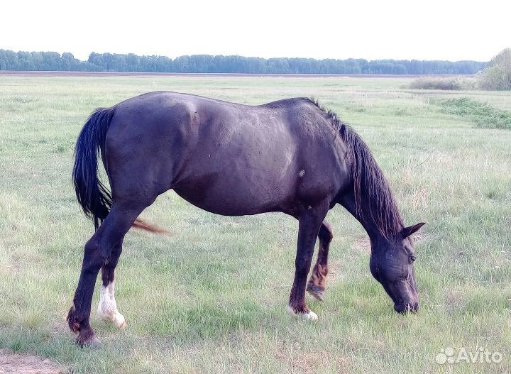 Орловские рысаки