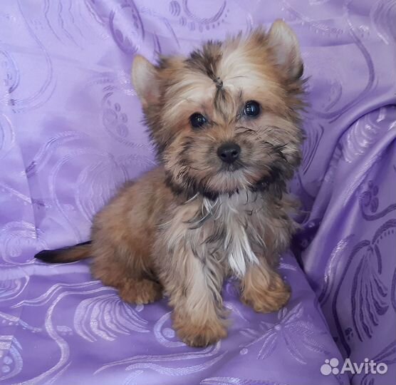 Йорки. Бивер. Голддаст