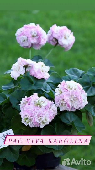 Пеларгонии сортовые