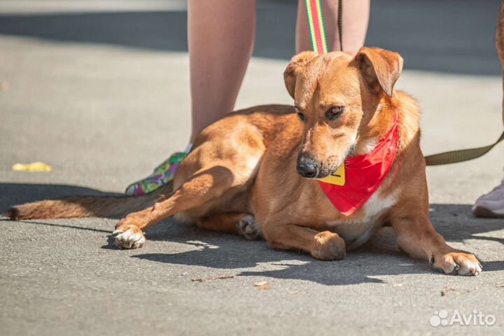 Собака в добрые руки
