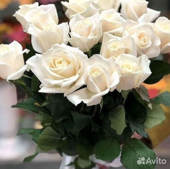 101 Роза Цветы Букеты 51 25 Роз Доставка