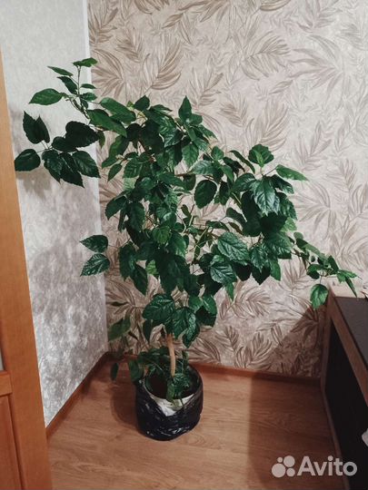 Гибискус китайская роза (дерево) 1,5 м