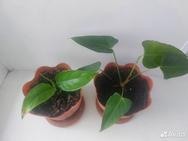 Комнатные цветы антуриум и спатифиллум