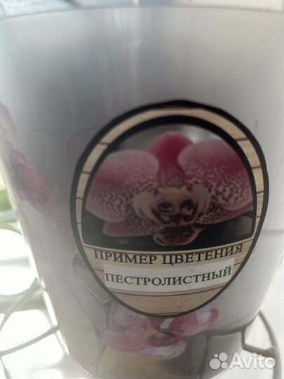 Орхидея фаленопсис