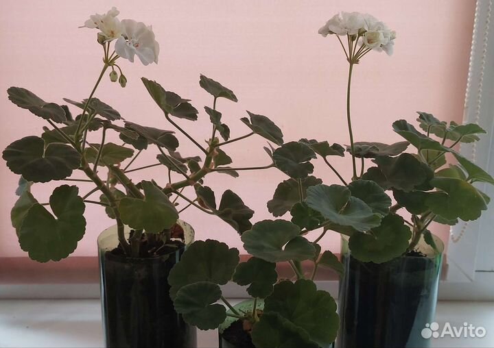 Пеларгония белая