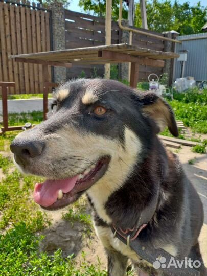 Собака охотница бесплатно в добрые руки