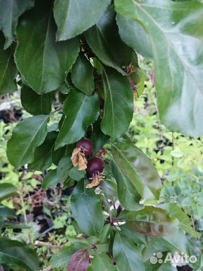 Саженцы яблонь