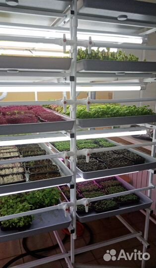 Семена для микрозелени оптом и в розницу